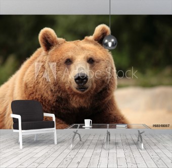 Picture of Wild brown bear